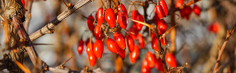 berberine